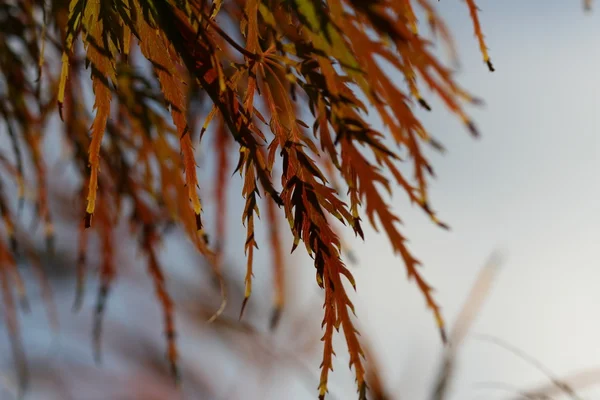 Folhas de acer palmatum — Fotografia de Stock