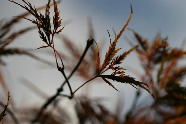 Листья acer palmatum — стоковое фото