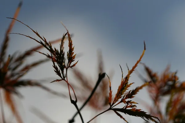 Hojas de acer palmatum — Foto de Stock