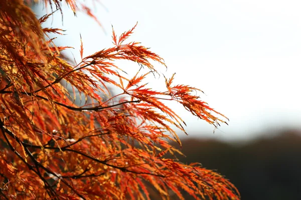 Folhas de acer palmatum — Fotografia de Stock