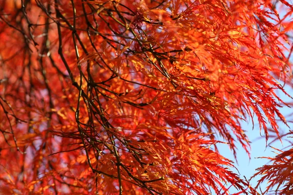 Acer palmatum yaprakları — Stok fotoğraf