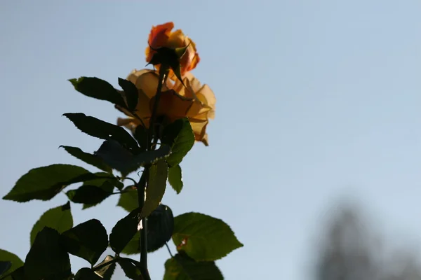 Rosenblüte im Freien — Stockfoto