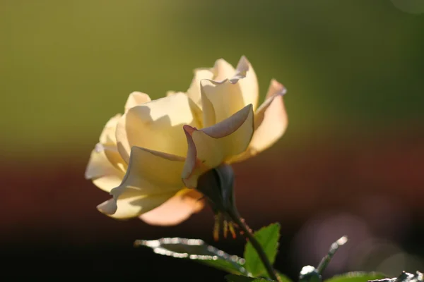 Rose flower outdoor — Stock Photo, Image