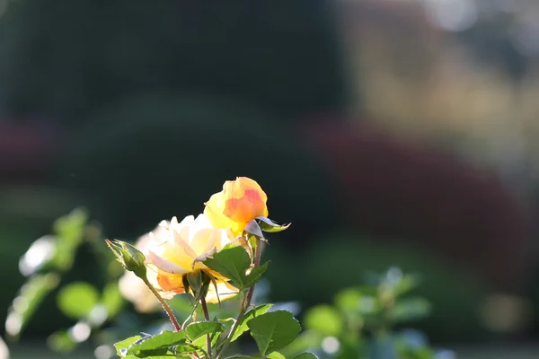 屋外のばら色の花 — ストック写真