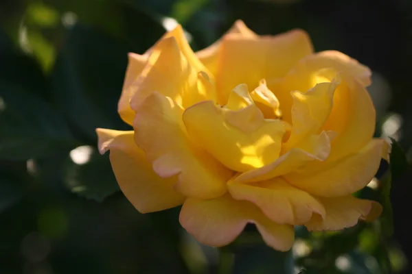 屋外のばら色の花 — ストック写真