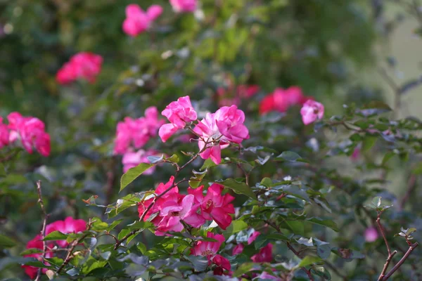 Rose flower outdoor — Stock Photo, Image