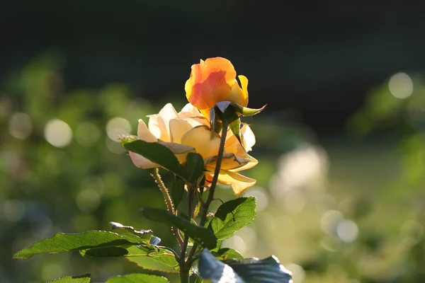 Rosa blomma utomhus — Stockfoto