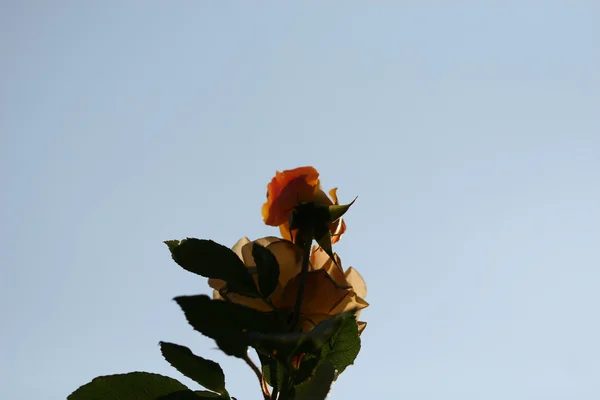 Rose fleur en plein air — Photo