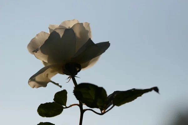 屋外のばら色の花 — ストック写真