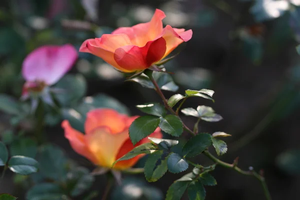 Rosenblüte im Freien — Stockfoto