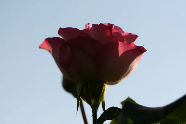 Roze bloem buiten — Stockfoto