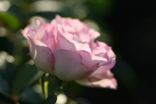 屋外のばら色の花 — ストック写真