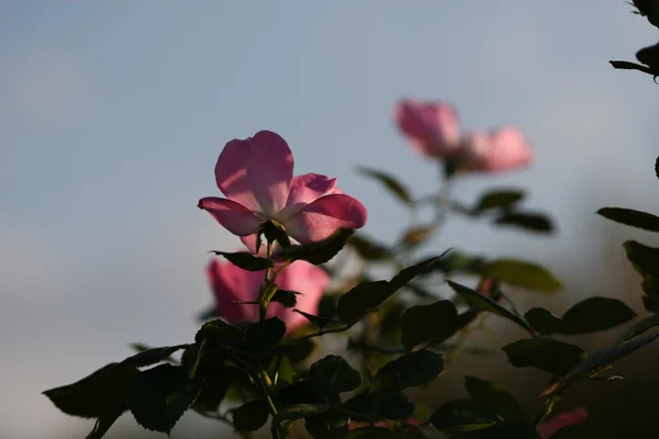 Rose fleur en plein air — Photo