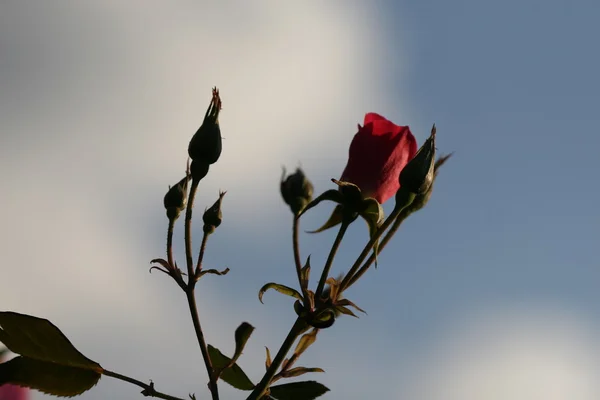 Rose flower outdoor — Stock Photo, Image