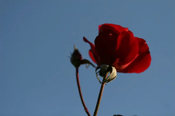 屋外のばら色の花 — ストック写真
