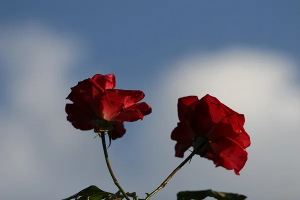 Rose flower outdoor — Stock Photo, Image