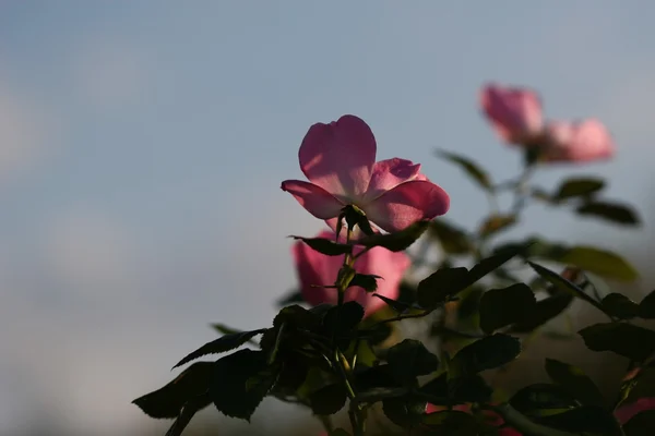 Rose fleur en plein air — Photo