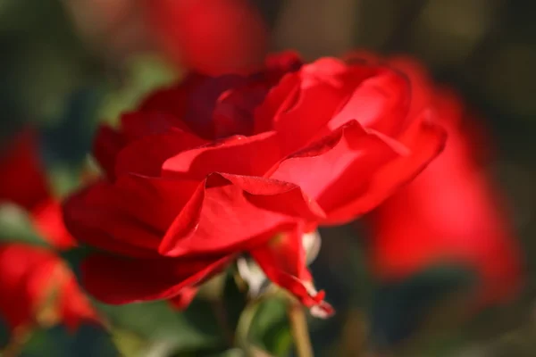 Rose flower outdoor — Stock Photo, Image