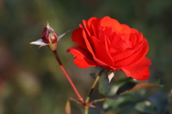 Gül çiçek açık — Stok fotoğraf