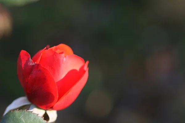 Rose flower outdoor — Stock Photo, Image