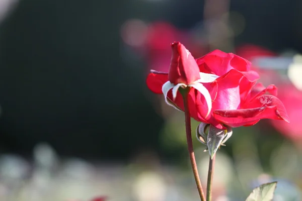 Rose flower outdoor — Stock Photo, Image