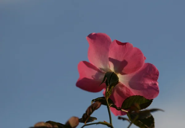 Rose flower outdoor — Stock Photo, Image