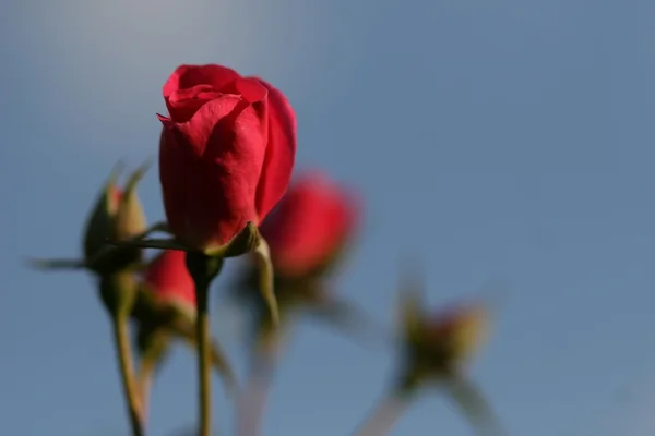 屋外のばら色の花 — ストック写真