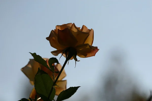 Rose flower outdoor — Stock Photo, Image