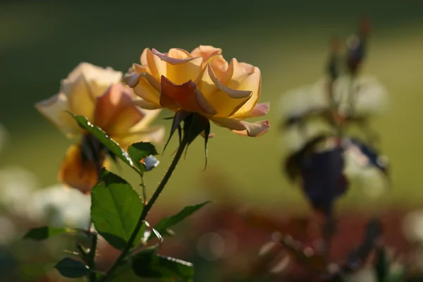 Rose flower outdoor — Stock Photo, Image