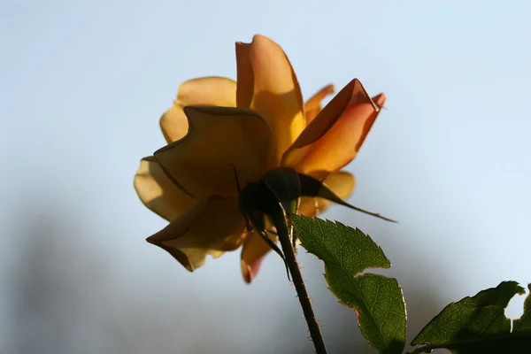 Kwiat róży odkryty — Zdjęcie stockowe