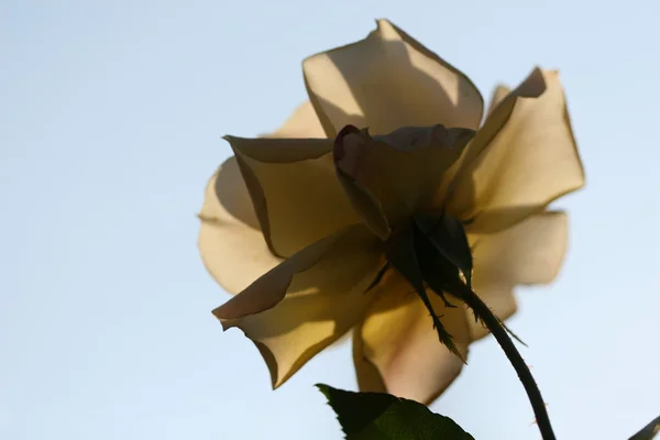 屋外のばら色の花 — ストック写真