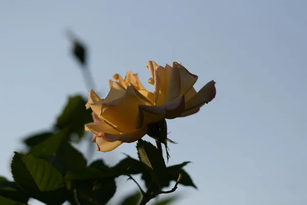 屋外のばら色の花 — ストック写真