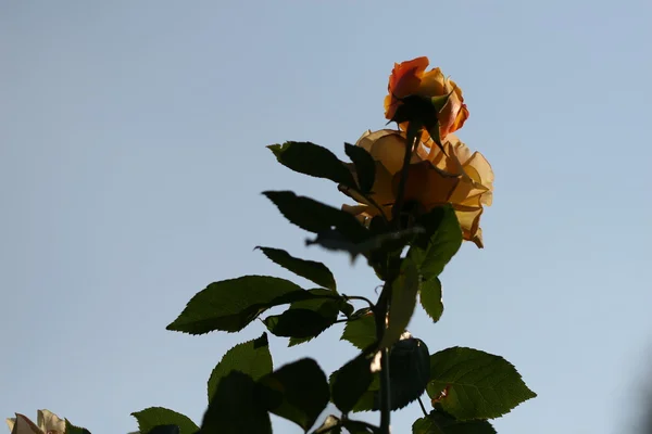 Kwiat róży odkryty — Zdjęcie stockowe