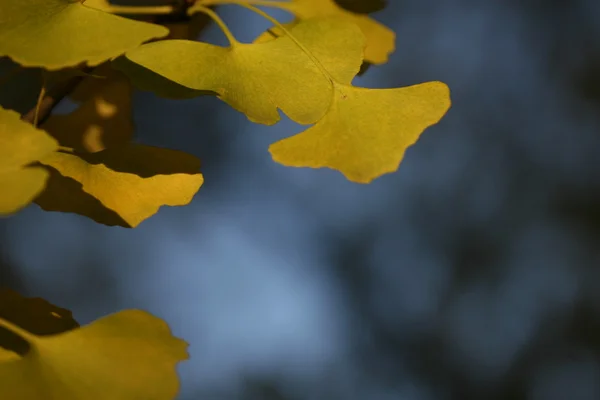 Ginkgo parte in autunno — Foto Stock