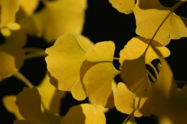 Ginkgo listy v době pádu — Stock fotografie