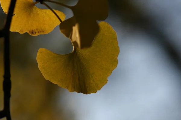 Ginkgo folhas em tempo de outono — Fotografia de Stock