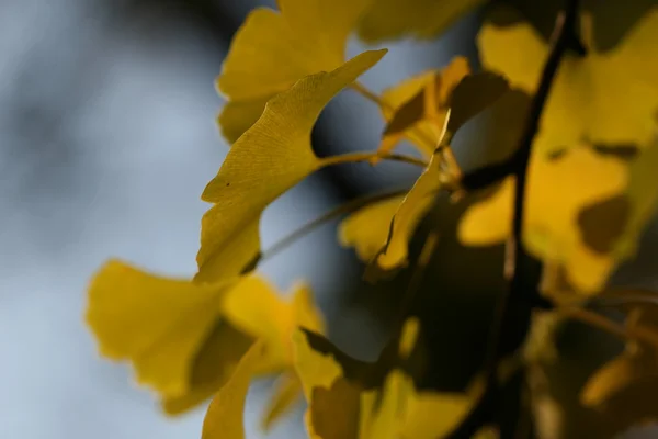 イチョウ葉秋時間 — ストック写真