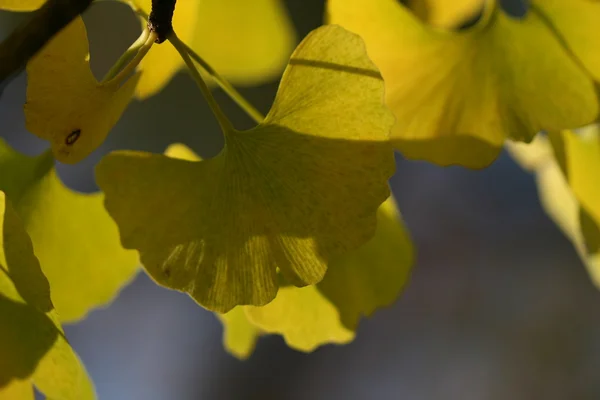 Ginkgo leaves in fall time — Stock Photo, Image