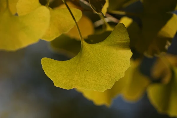 イチョウ葉秋時間 — ストック写真