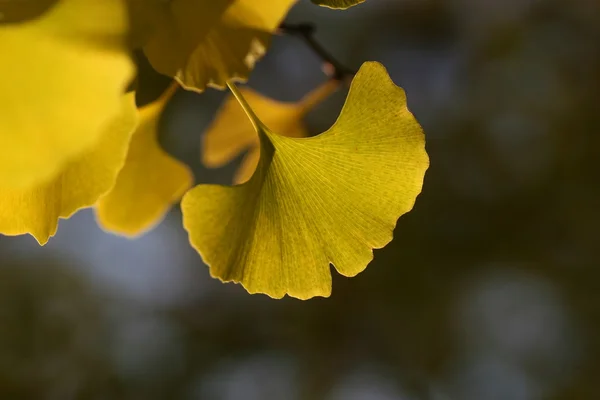 ginkgo leaves in fall time