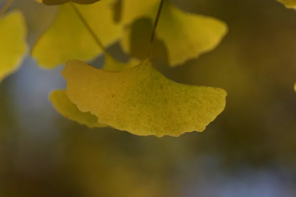 イチョウ葉秋時間 — ストック写真