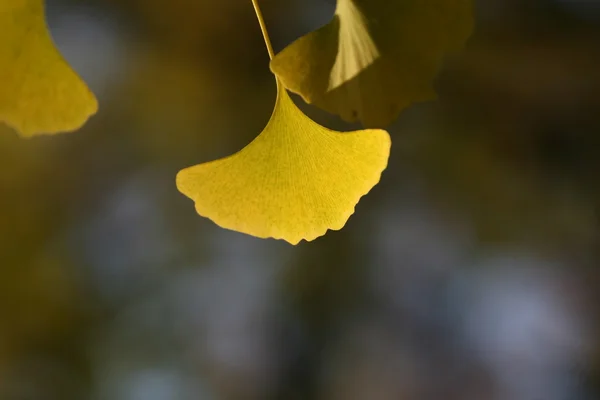 Ginkgo листья в осеннее время — стоковое фото