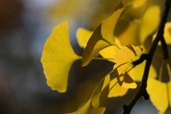 イチョウ葉秋時間 — ストック写真