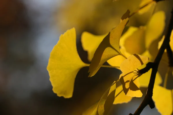 Ginkgo Sonbahar zaman içinde bırakır — Stok fotoğraf