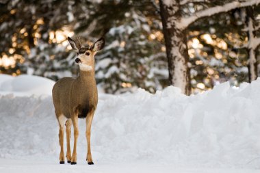 Geyik herhangi bir tehlike için dikkat