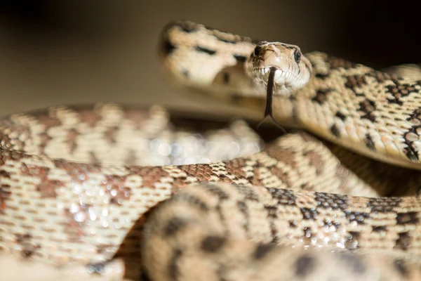 Lengua Hacia Fuera Una Serpiente Está Tratando Ver Hay Una —  Fotos de Stock