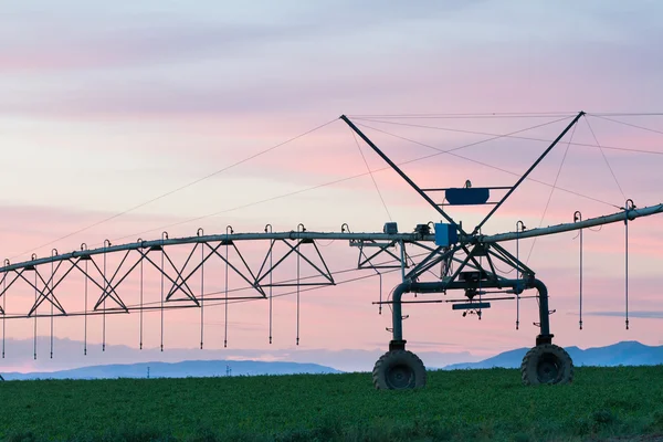 Het Verbouwen Van Gewassen Een Sprinkler Laten Groeien Boerderij — Stockfoto