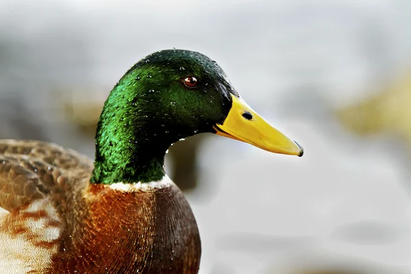 Wet mallard duck with a white background of water.