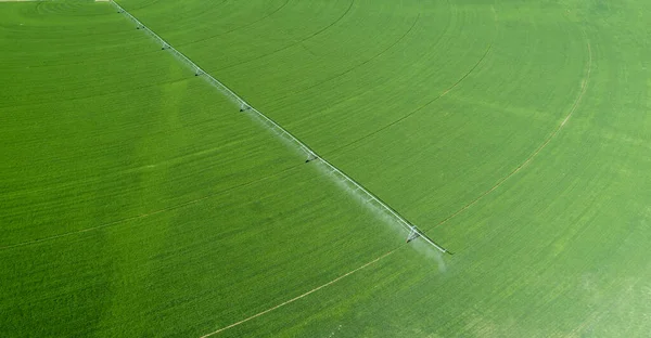 Tanaman yang disiram oleh sprinkler — Stok Foto