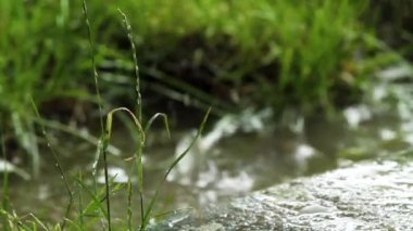 Ön planda ve arka planda çimen olan yağmur suyu